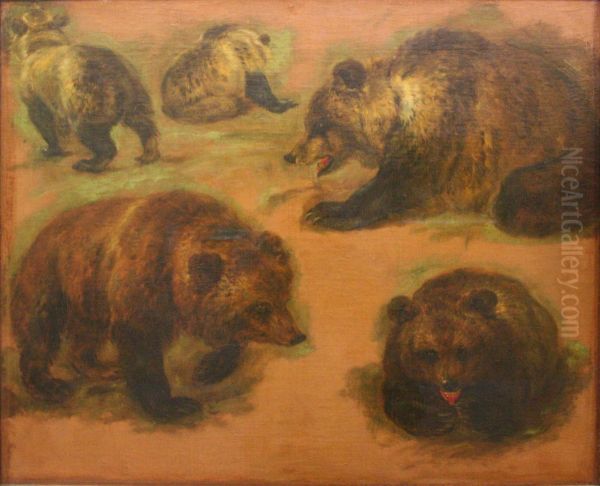 Study of a brown bear - view 1