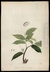 (Rubiacea)
