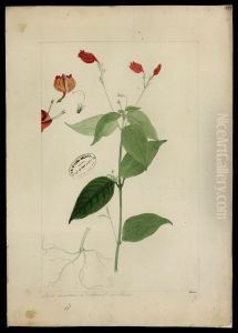 (Ruellia, sp)