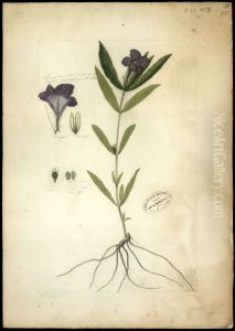 (Ruellia) by Jose Joaquim Freire