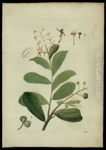 (Ruyschia) by Jose Joaquim Freire