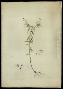 (Sauvagesia erecta, Linn) by Jose Joaquim Freire