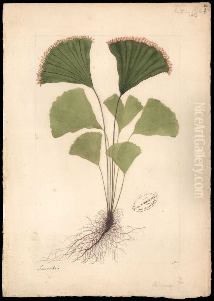 (Schizvea spectabilis, Mart) - view 1