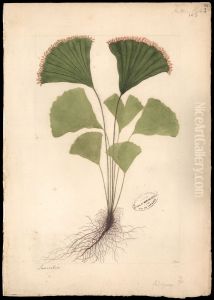 (Schizvea spectabilis, Mart) by Jose Joaquim Freire