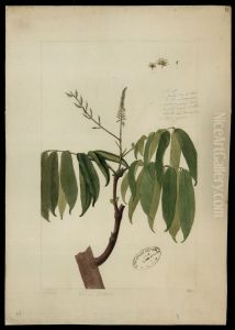 (Sclerobium)
