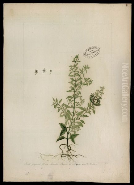 (Scoparia dulcis, Linn) - view 1