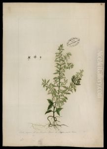 (Scoparia dulcis, Linn)