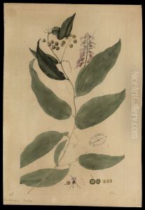 (Smilacaceae Smilax) by Jose Joaquim Freire