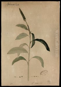 (Sphenoclea) by Jose Joaquim Freire