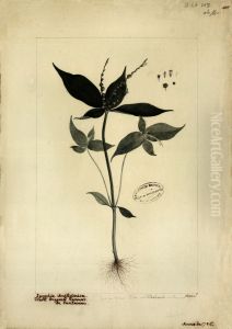 (Spigelia anthelmintica, L) by Joaquim Jose Codina