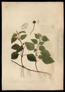 (Spilanthes) by Jose Joaquim Freire
