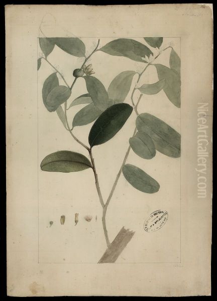(Styrax) - view 1