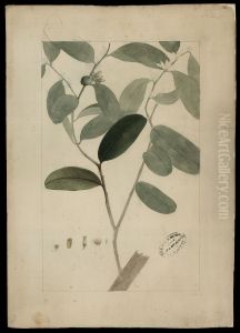 (Styrax) by Joaquim Jose Codina