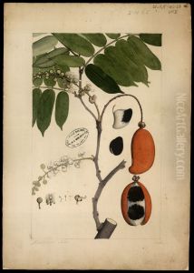 (Swartzia sericea, Vogel) by Joaquim Jose Codina