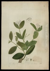 (Tabernaemontana) (Tabernaemontana)