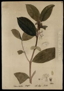 (Tabernaemontana) (Tabernaemontana)
