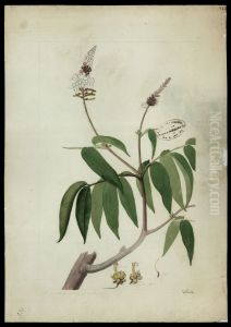 (Tachigalia paniculata, Aubl) by Jose Joaquim Freire