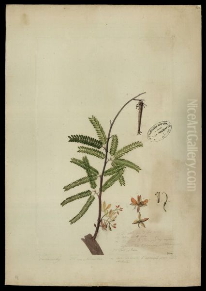 (Tamarindus indica,L) - view 1
