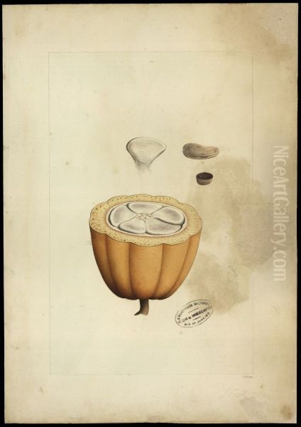 (Theobroma cacao, Linn) - view 1