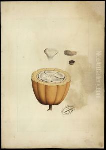 (Theobroma cacao, Linn) by Joaquim Jose Codina