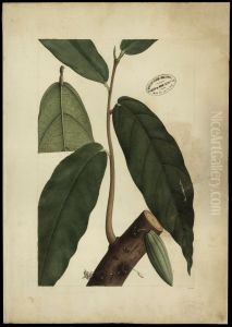 (Theobroma, Linn) by Joaquim Jose Codina