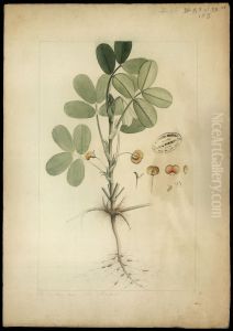 (Trachis hyppoyvea, Linn) by Joaquim Jose Codina
