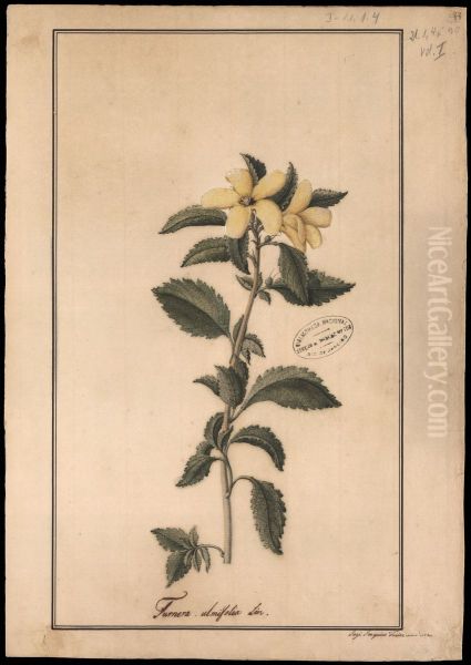 (Turnera ulmifolia, Linn) - view 1