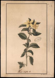 (Turnera ulmifolia, Linn) by Jose Joaquim Freire