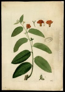 (Turnera) (Turnera)