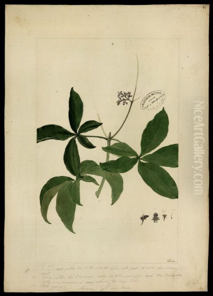 (Vitex) - view 1