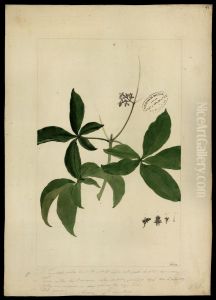 (Vitex) (Vitex)