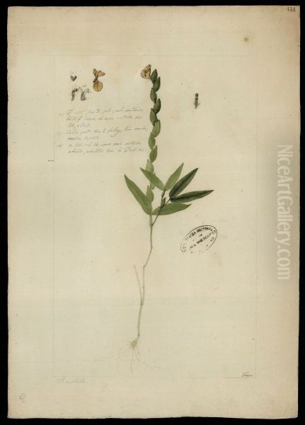 (Zornia Diphilla, Linn) - view 1