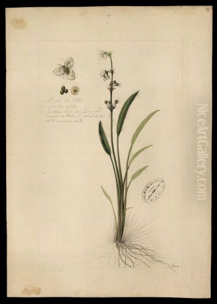(Alisma sabalatum, M) - view 1