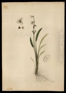 (Alisma sabalatum, M) (Alisma sabalatum, M)