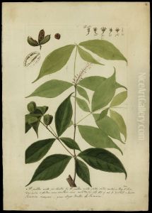 (Alsodeia flavescens, Spr)