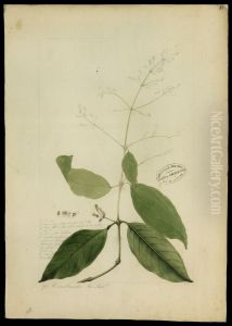 (Amaranthaceae) by Jose Joaquim Freire