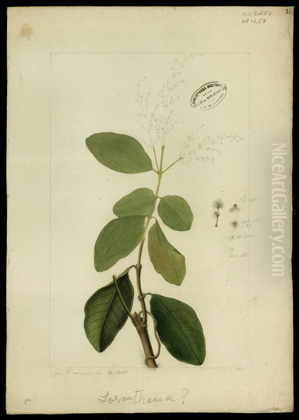 (Amaranthaceae) - view 1