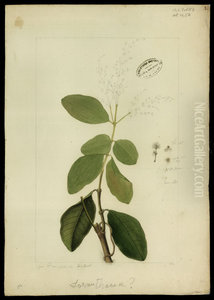 (Amaranthaceae)