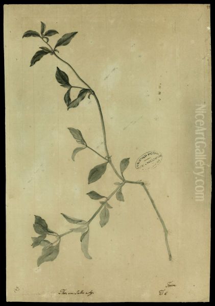 (Amaranthaceae) - view 1