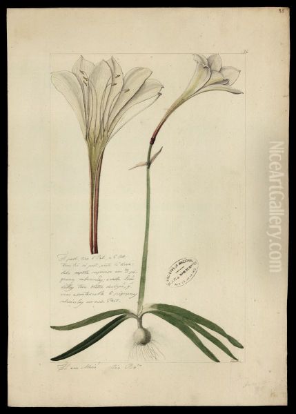 (Amaryllis) - view 1