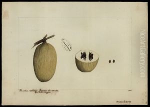 (Ambelania tenuiflora, Aubl) by Joaquim Jose Codina