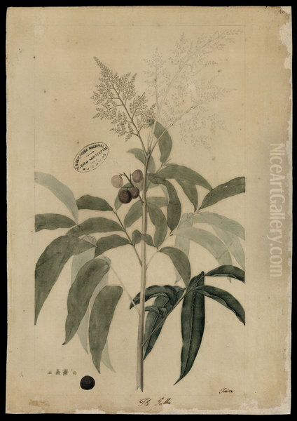 (Anacardiaceae) - view 1