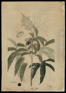(Anacardiaceae)