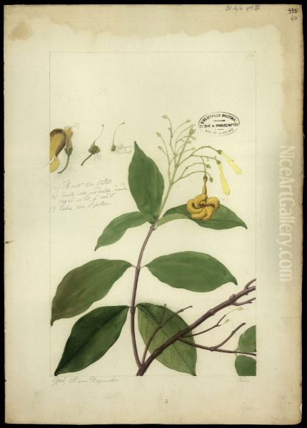 (Anartia olivacea) - view 1