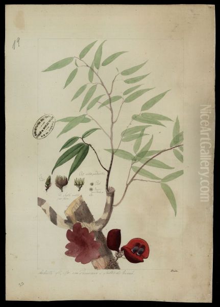 (Anaxagorea) - view 1