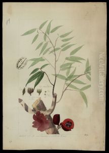 (Anaxagorea) (Anaxagorea)