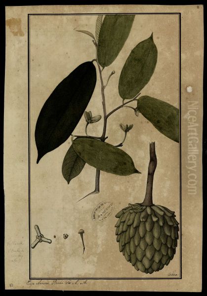 (Annona) - view 1