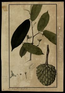 (Annona) by Joaquim Jose Codina