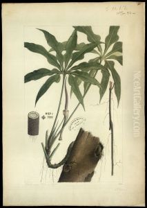 (Anthurium) by Joaquim Jose Codina