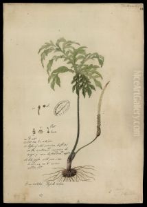 (Aroidea)